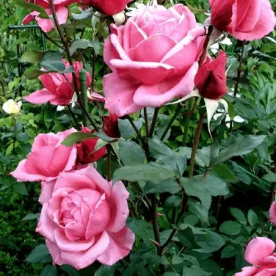 Роза ЭЙФЕЛЕВА БАШНЯ чайно-гибридная в Жодино