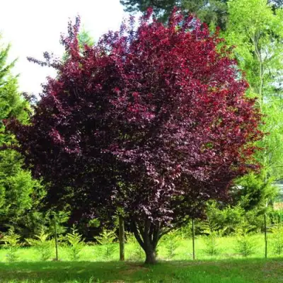 Слива НИГРА растопыреная в Жодино