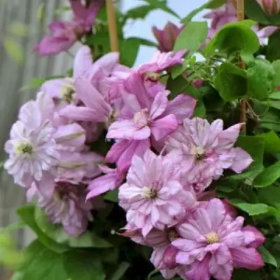 Клематис ИННОСЕНТ ГЛАНС в Жодино