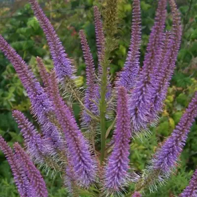 Вероникаструм ФАСЦИНЕЙШН в Жодино