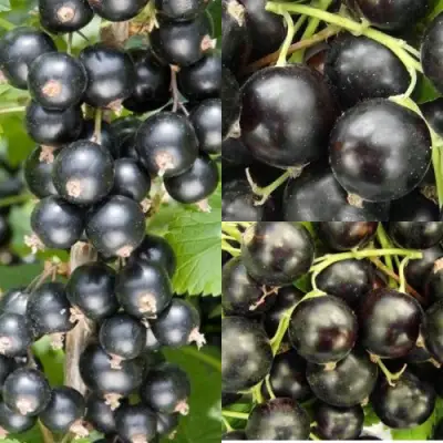 Комплект ЧЕРНАЯ СИЛА в Жодино