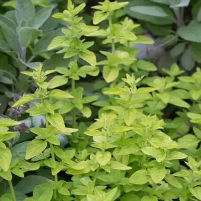 Душица ТАМБЛС ВАРИЕТИ обыкновенная в Жодино