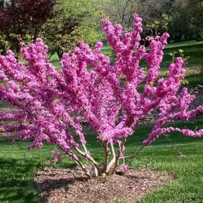 ЦЕРЦИС канадский  в Жодино