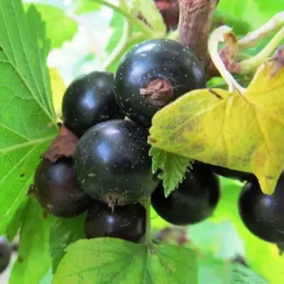 Смородина чёрная КАТЮША в Жодино