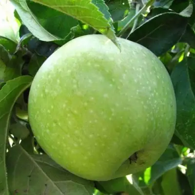 Яблоня СЕМИРЕНКОВЕЦ в Жодино