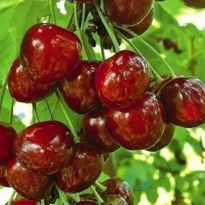 Черешня БУРЛАТ в Жодино