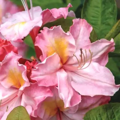 Азалия СЕССИЛЬ листопадная в Жодино