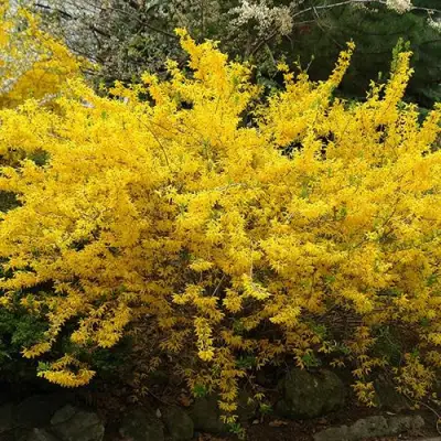 Форзиция ГОЛДЗАУБЕР средняя в Жодино