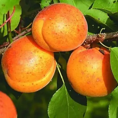 Абрикос СПАДЧЫНА в Жодино