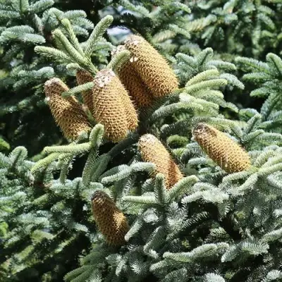 Пихта благородная в Жодино
