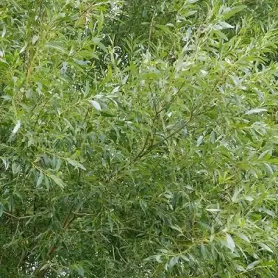 Ива ВИТЕЛЛИНА белая  в Жодино