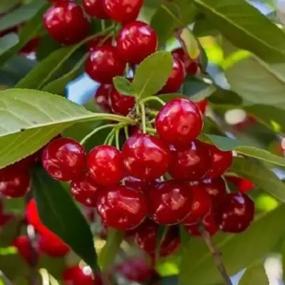 Вишня ГИРЛЯНДА в Жодино