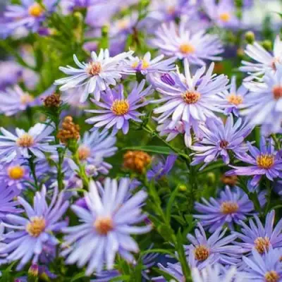 Астра ЛИТТЛ КАРЛОУ сердцелистная в Жодино