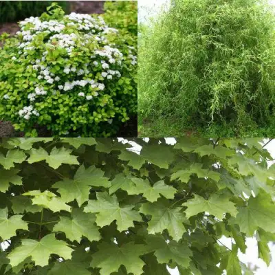 Комплект ЗЕЛЕНЫЙ ОАЗИС в Жодино