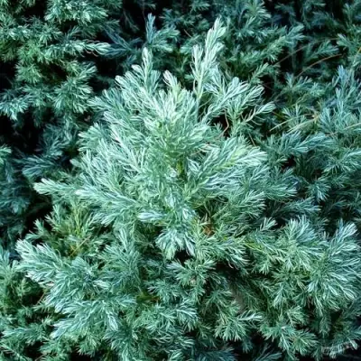 Кипарисовик БУЛЕВАРД горохоплодный в Жодино