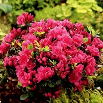 Азалия КАНЗОНЕТТА японская в Жодино