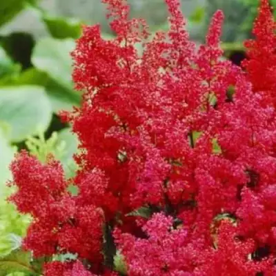 Астильба ЭТНА Арендса в Жодино