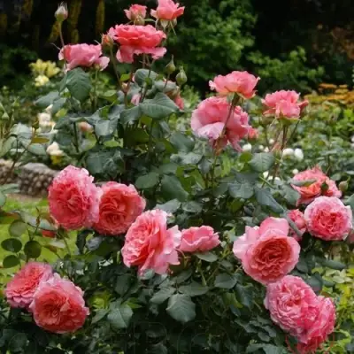 Роза ЛОРАН КАБРОЛЬ шраб в Жодино