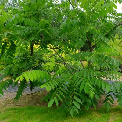 Орех МАНЬЧЖУРСКИЙ в Жодино