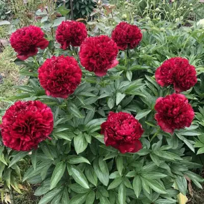 Пион ГАЛАКТИКА травянистый в Жодино