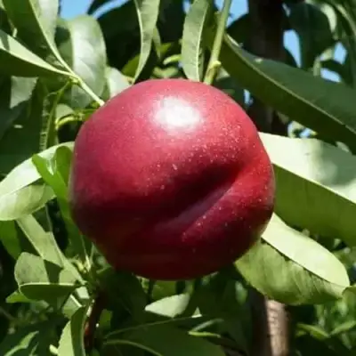 Нектарин БИГ-ТОП в Жодино