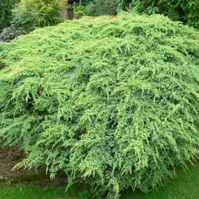 Можжевельник ХОЛГЕР чешуйчатый в Жодино