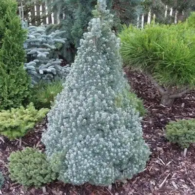 Ель САНДЕРС БЛЮ канадская в Жодино