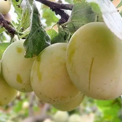 Слива УТРО в Жодино