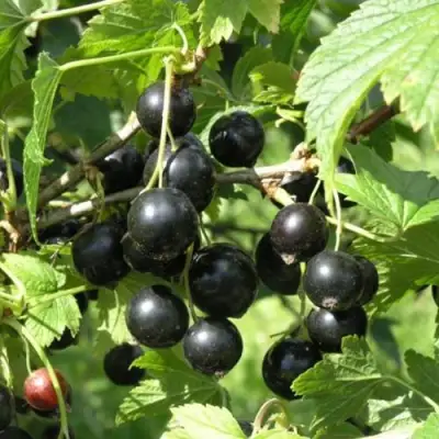 Смородина чёрная ПАМЯТЬ ВАВИЛОВА в Жодино