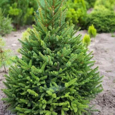 Ель КОМПАКТА обыкновенная в Жодино