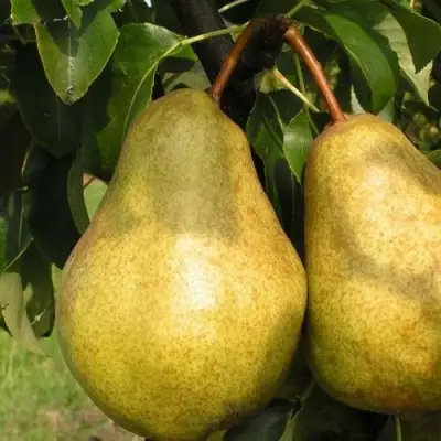 Груша СИЛЬВА в Жодино
