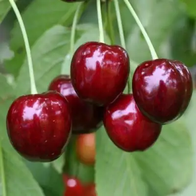 Черешня ВАЛЕРИЙ ЧКАЛОВ в Жодино