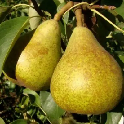 Груша ГЕНЕРАЛ ЛЕКЛЕРК в Жодино