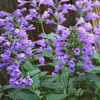 Котовник БЛЮ ДРИМС полусидячий в Жодино