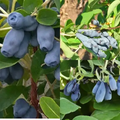 Комплект СЕВЕРНЫЕ ВИТАМИНЫ в Жодино