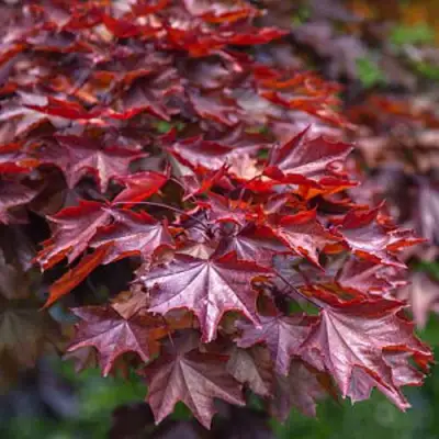 Клен КРИМСОН КИНГ остролистный в Жодино