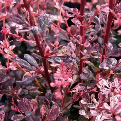 Барбарис АРЛЕКИН тунберга в Жодино