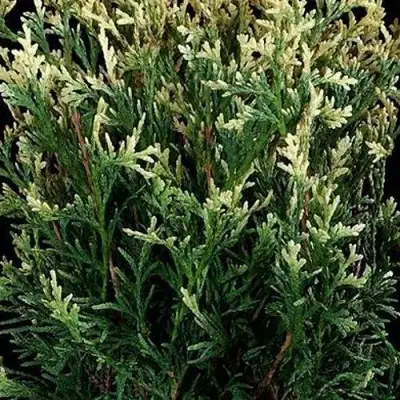 Туя ГОЛД ПЕРЛ западная в Жодино