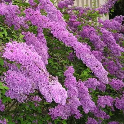 Сирень КИТАЙСКАЯ в Жодино