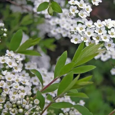 Спирея АРГУТА в Жодино