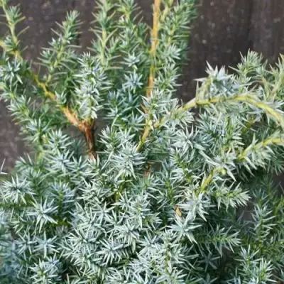 Можжевельник БЛЮ АЛЬПС китайский  в Жодино