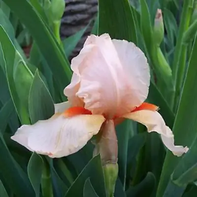 Ирис ПАТИ ДРЕСС бородатый в Жодино