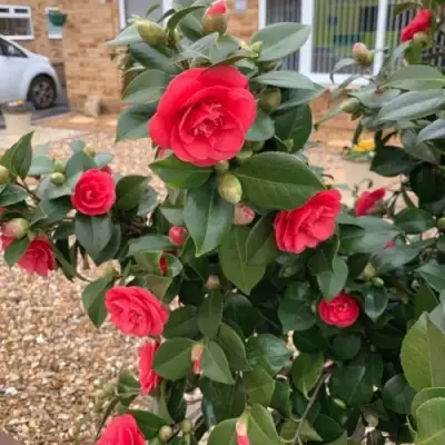 Камелия ЛЕДИ КЭМПБЕЛЛ в Жодино