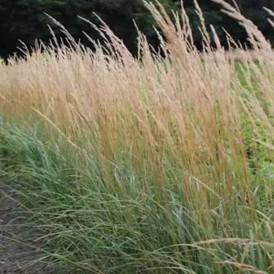Вейник КАРЛ ФОРСТЕР остроцветковый в Жодино