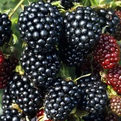 Ежевика ЭВЕРГРИН бесшипная  в Жодино