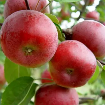 Яблоня ПОСПЕХ в Жодино