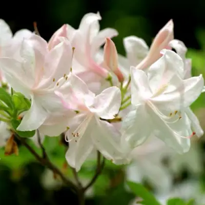 Азалия УАЙТ ЛАЙТС листопадная в Жодино