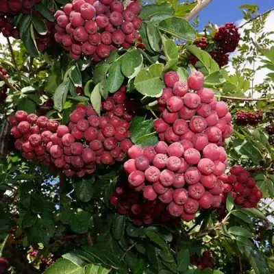 Рябина ТИТАН сладкоплодная  в Жодино