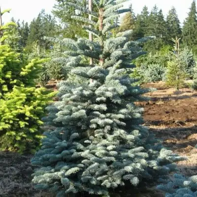 Пихта благородная в Жодино