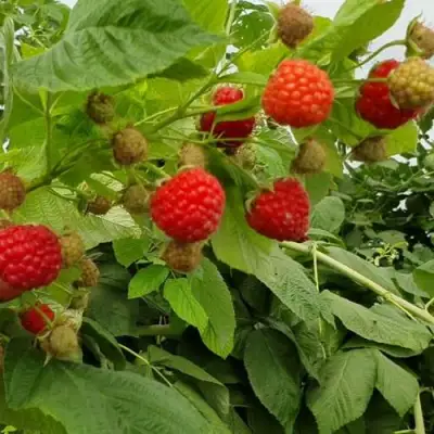 Малина КВЕЛЛИ в Жодино